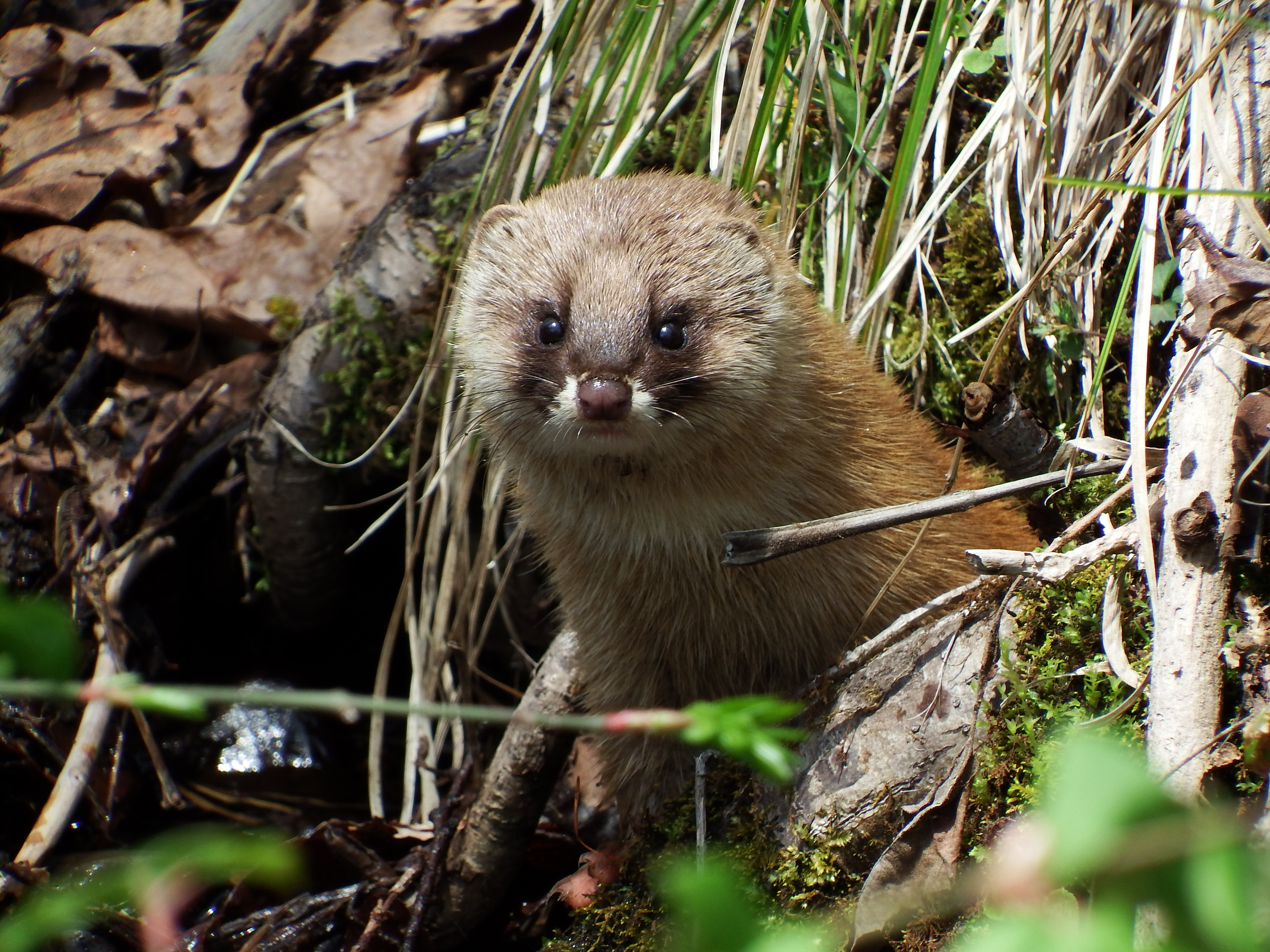Japan Times