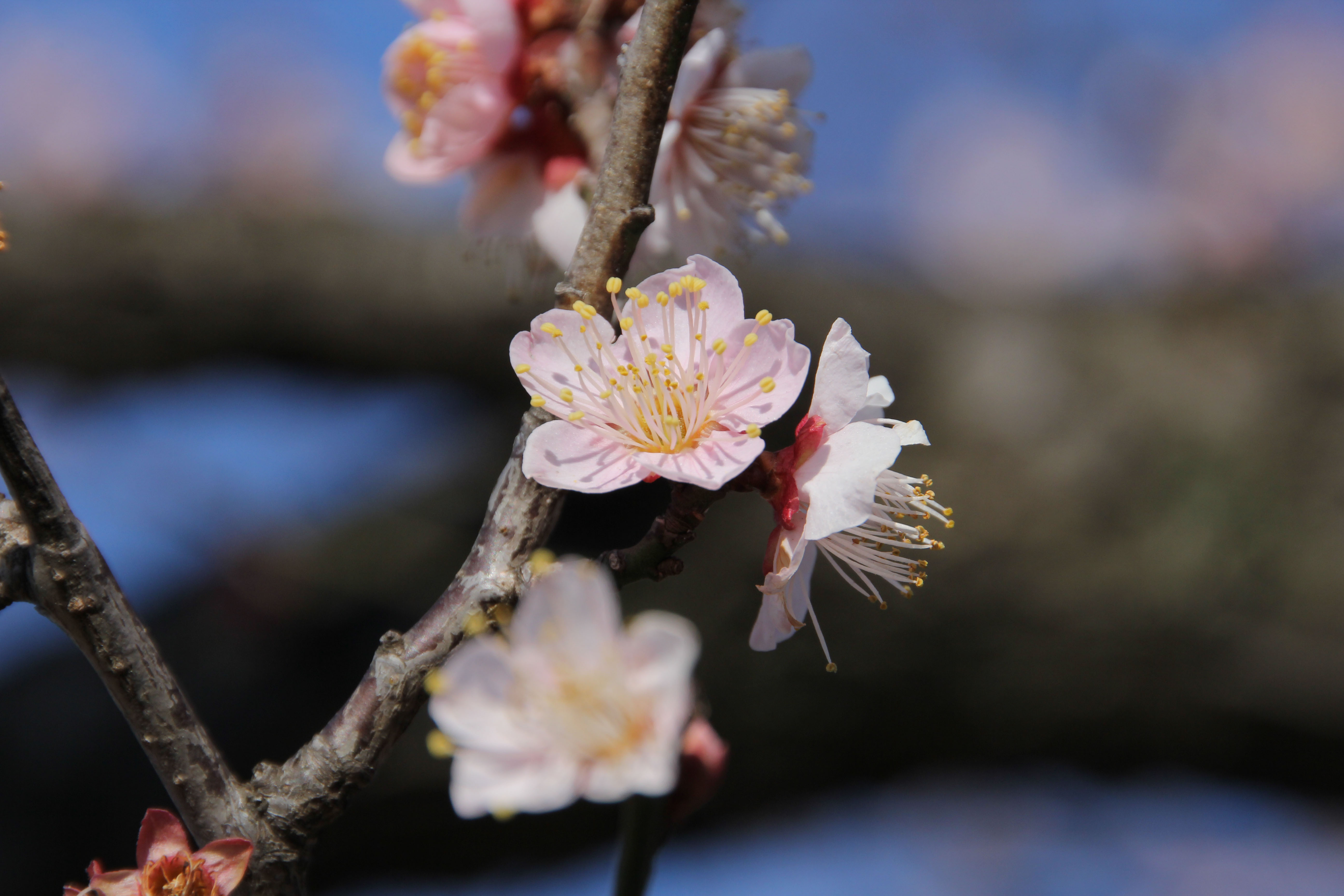 Japan Times